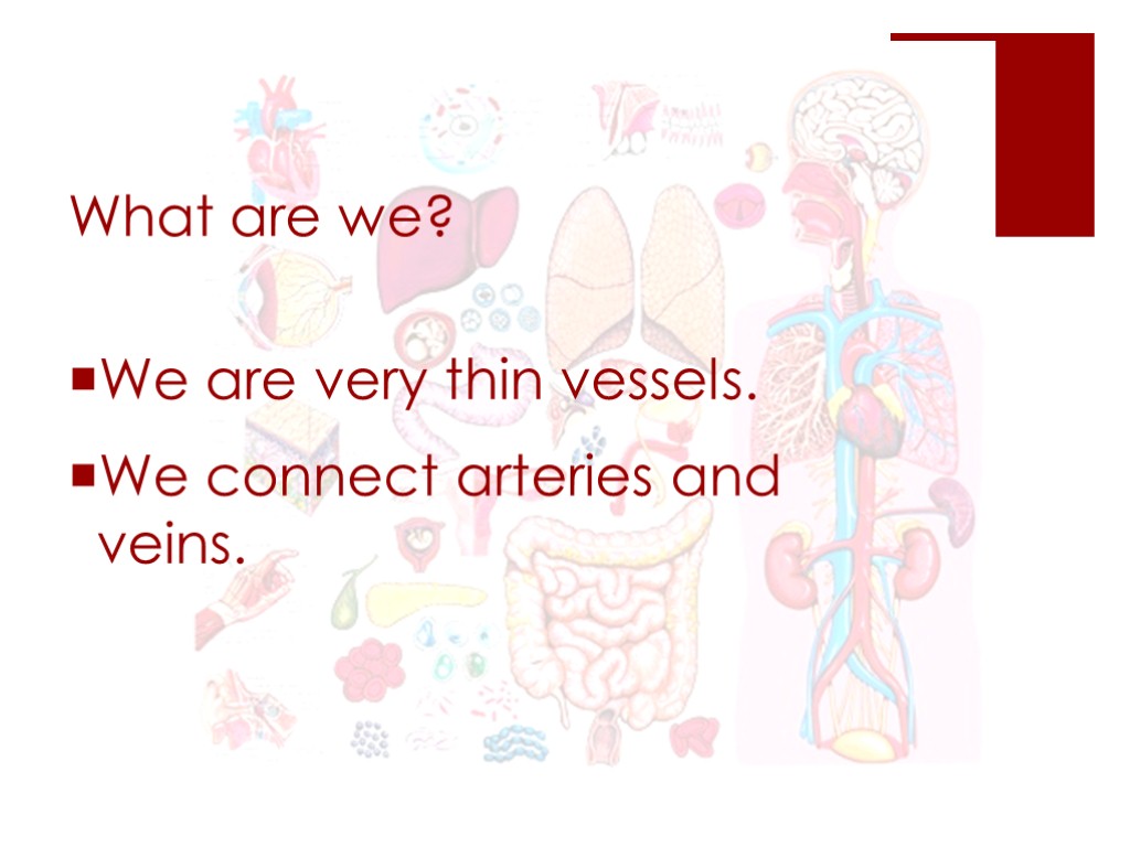 What are we? We are very thin vessels. We connect arteries and veins.